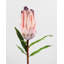 Pink Mink Protea 29"