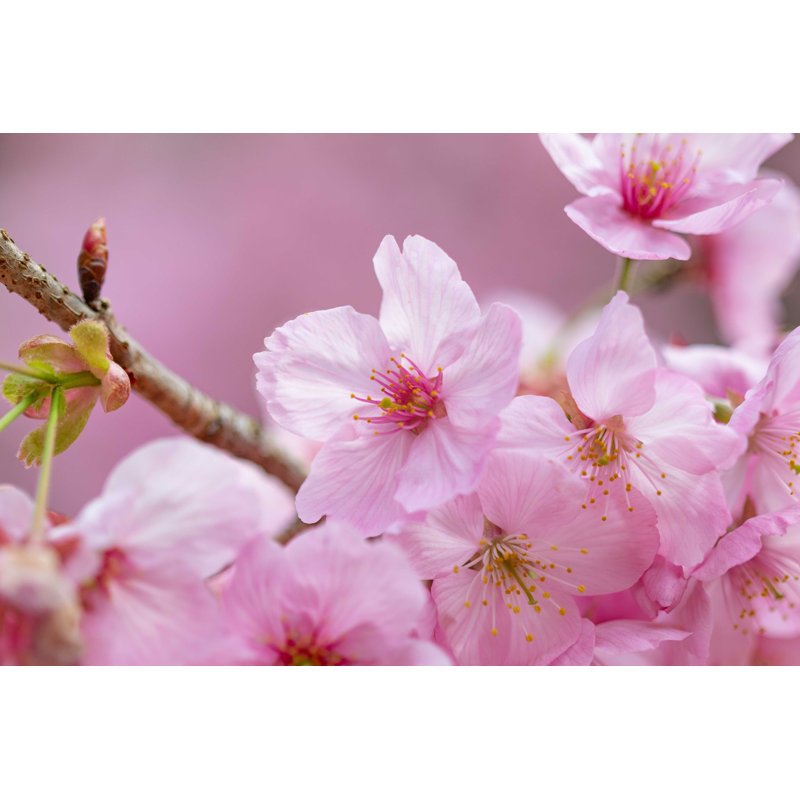 Fleurs de cerisier japonaises - Photographie sur toile tendue, H 32 po x l 48 po