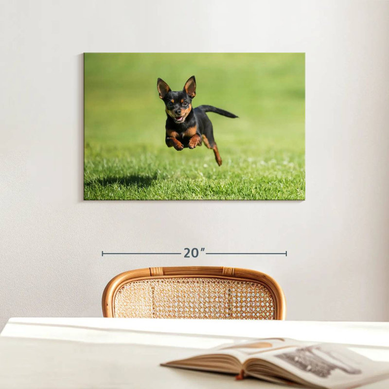Brampt Sprinting Chihuahua, 16" H x 24" W