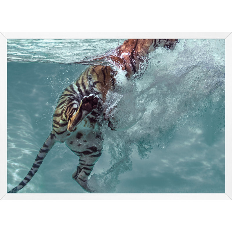 Tiger Swim 1 Print by Mat Sanders