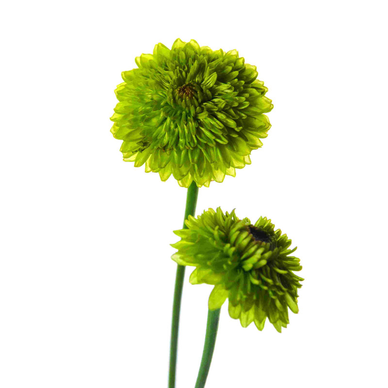Mums - Photographie sur toile tendue, H 18 po x l 12 po