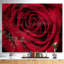 «Red Rose Petals with Rain Droplets», photographie-401517739-401517736