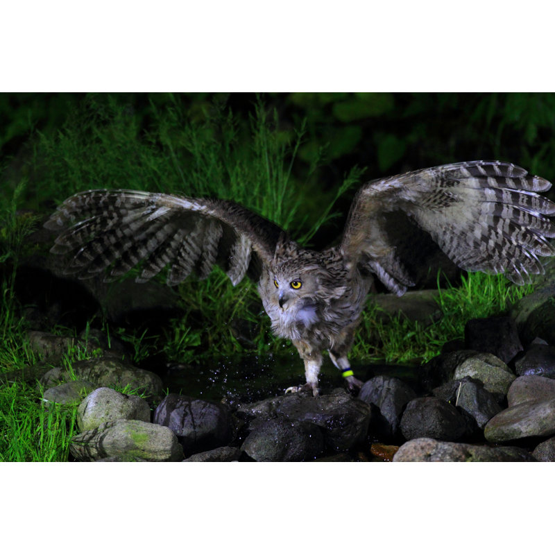 Brethren Blakiston'S Fish Owl - Wrapped Canvas Print, 51cm H x 76cm W x 3.8cm D