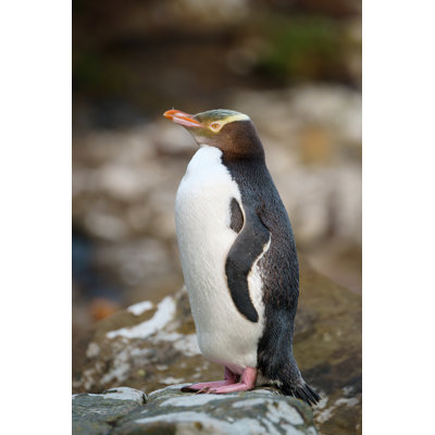 Yellow-Eyed Penguin - Wrapped Canvas Print