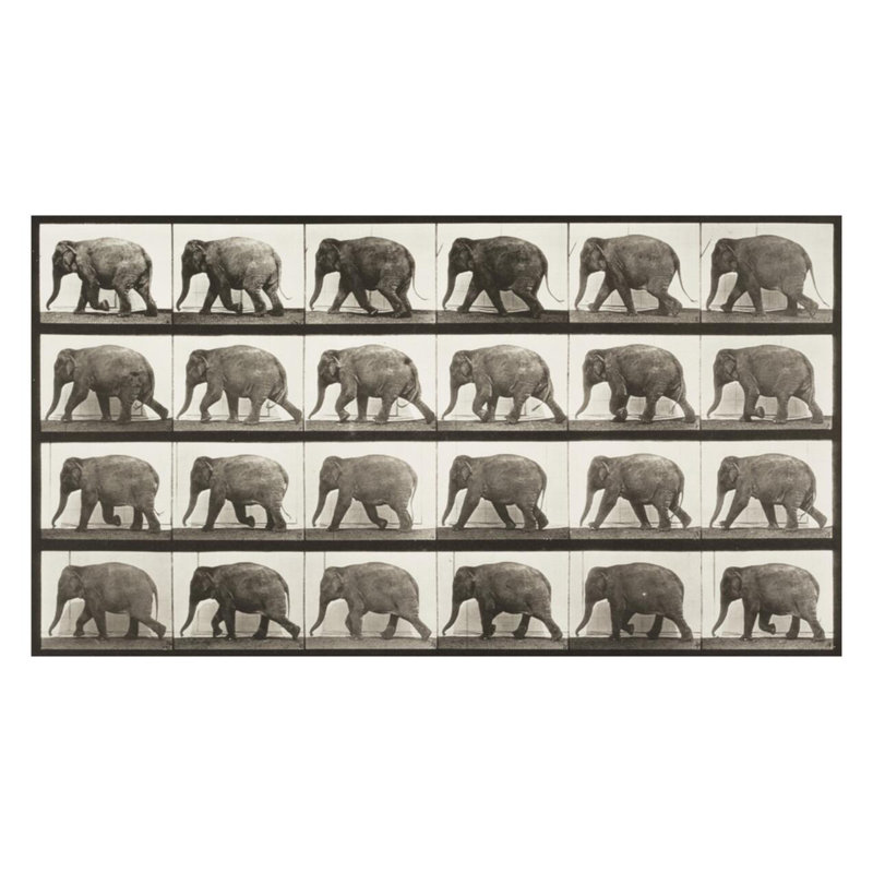 Éléphant marchant (Animal Locomotion 1887 plate 733) par Ead vêtementsd Muybridge - Impression Giclée, H 22 po x l 28 po