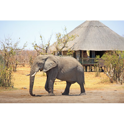 African Elephant Walking by Paulafrench - Wrapped Canvas Print