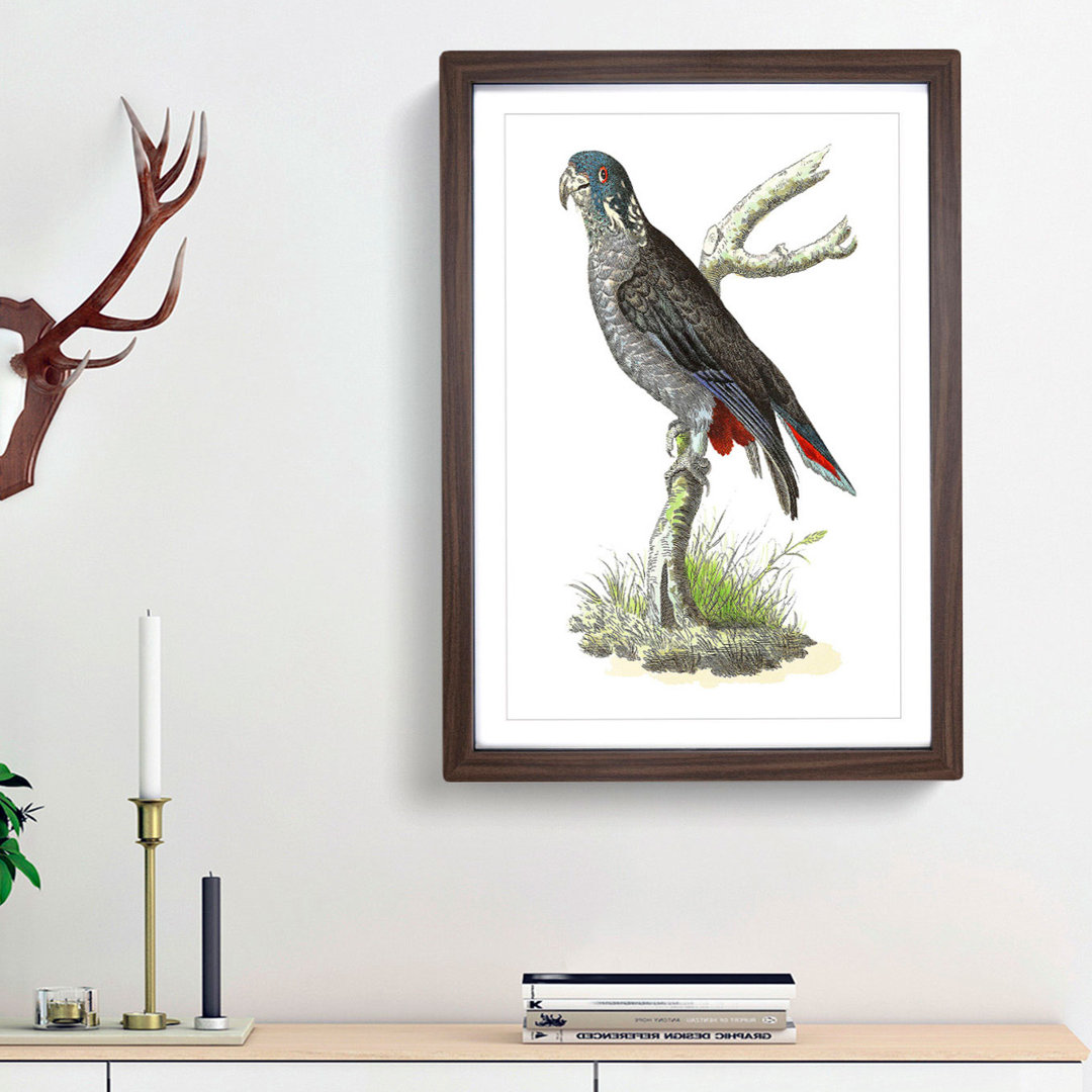 Dusky Parrot by George Shaw - Framed Print