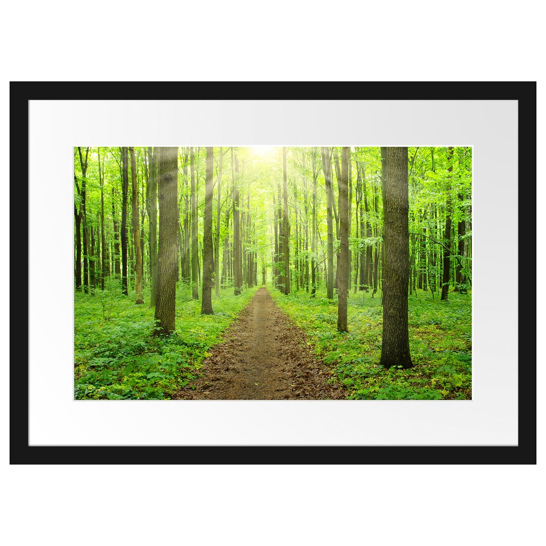 Gerahmtes Poster Sonne im Wald