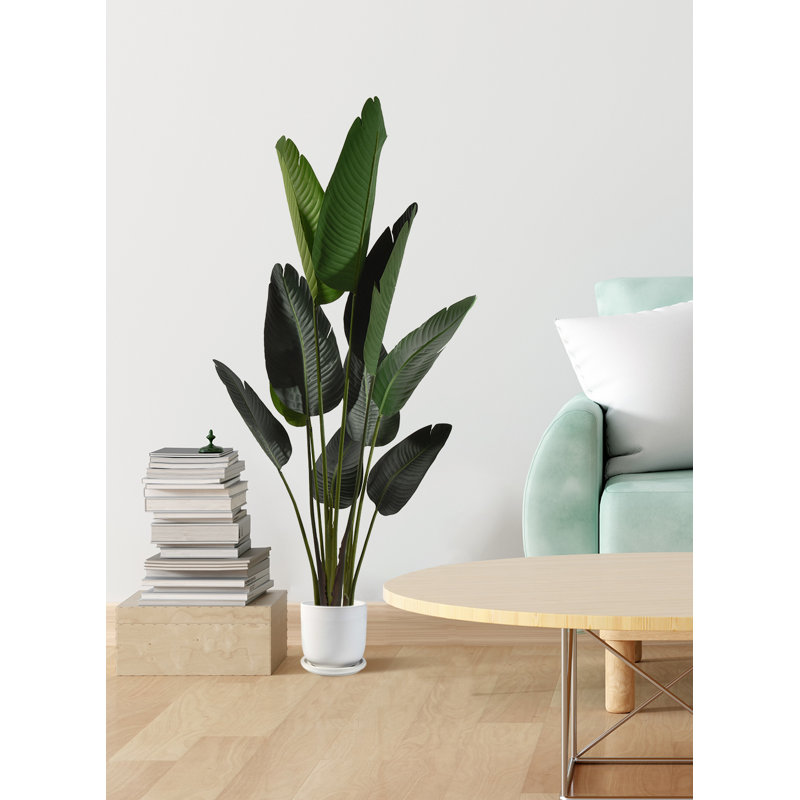Feuille de banane en pot