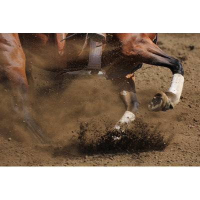 " Racing Horse " by Customphotographydesigns