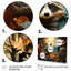 Curious Raccoon Collage I-758981882-758981861