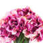 Fuchsia Hydrangea in Water Vase