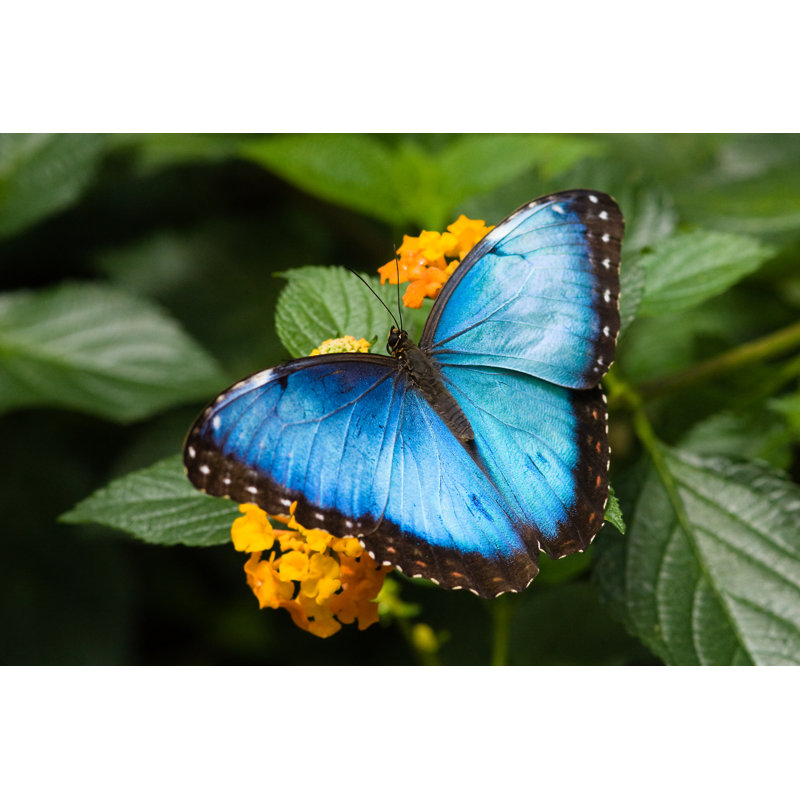 Blue Morpho Butterfly - Photographie sur toile tendue, H 24 po x l 36 po