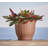 Carmer Pot Planter-1386181583-1386181571