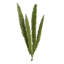 8 plantes