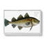 Cod Fish by M.E. Bloch - Wrapped Canvas-55371618