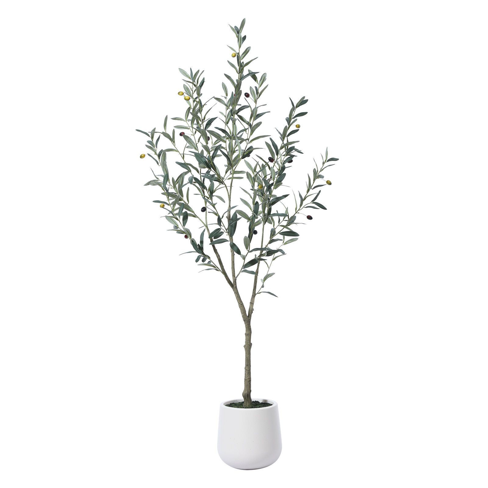 Adcock Olive Tree in Pot, 60" H x 20" W x 20" D