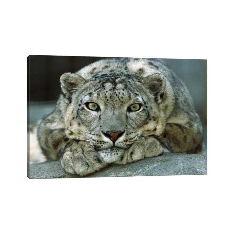 Snow Leopard Portrait Native To Mountainous Regions Of Central Asia - Wrapped Canvas Print, 30.48 cm H x 45.72 cm W