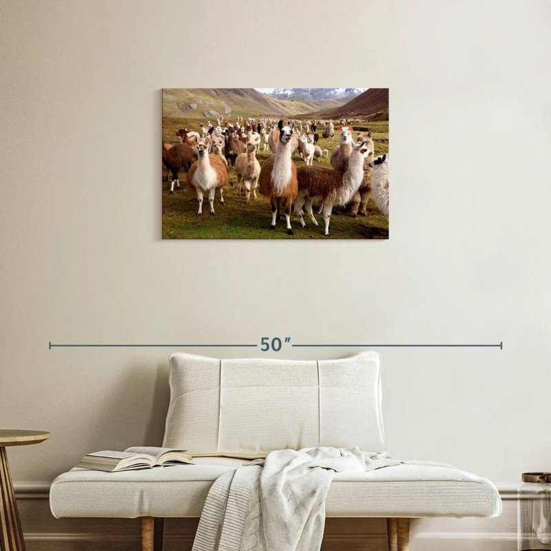 Brampton, lamas et alpagas, H 20 po x l 30 po