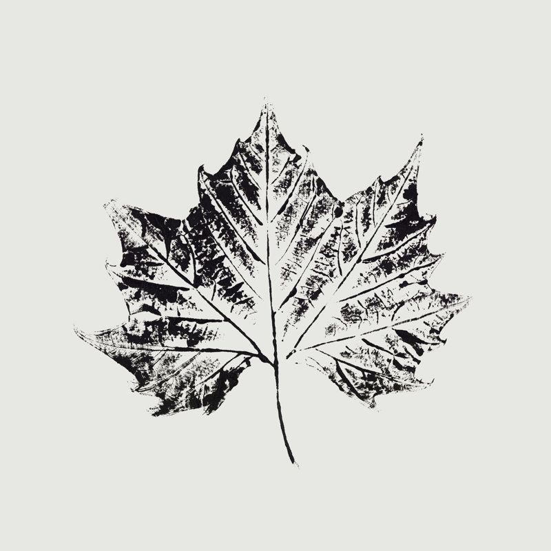 " Black Print Leaf IV ", 20" H x 20" W