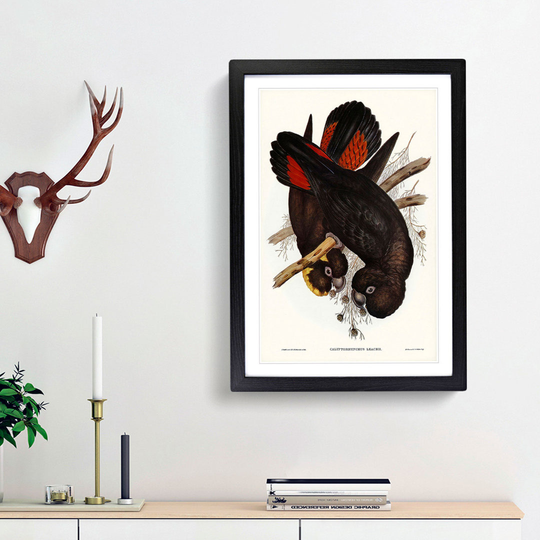 Leach's Cockatoo by Elizabeth Gould - Picture Frame Painting Print
