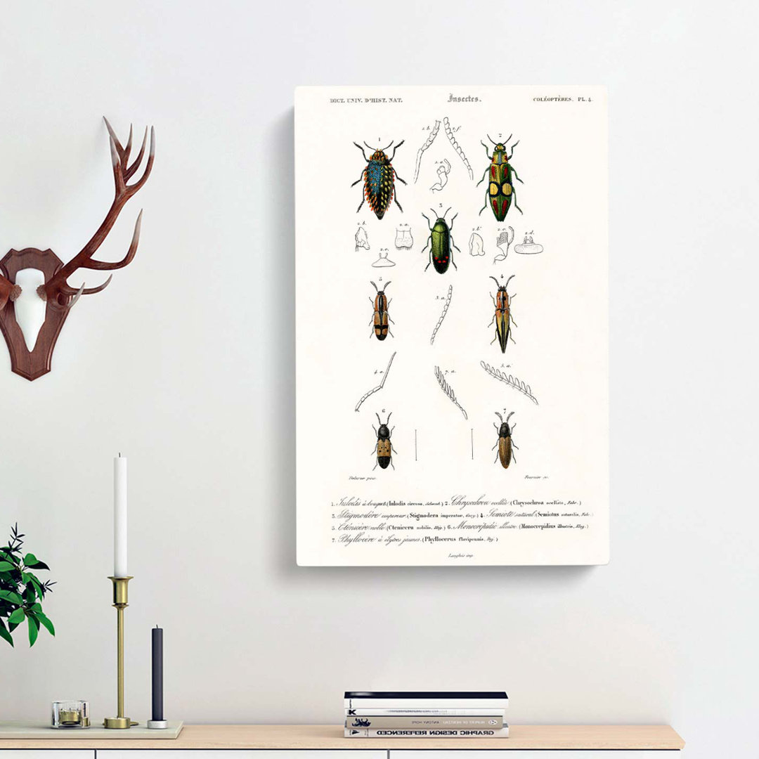 Beetle Illustration PL. 4 by Charles D Orbigny - Wrapped Canvas