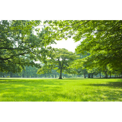 Park Lawn - Wrapped Canvas Print