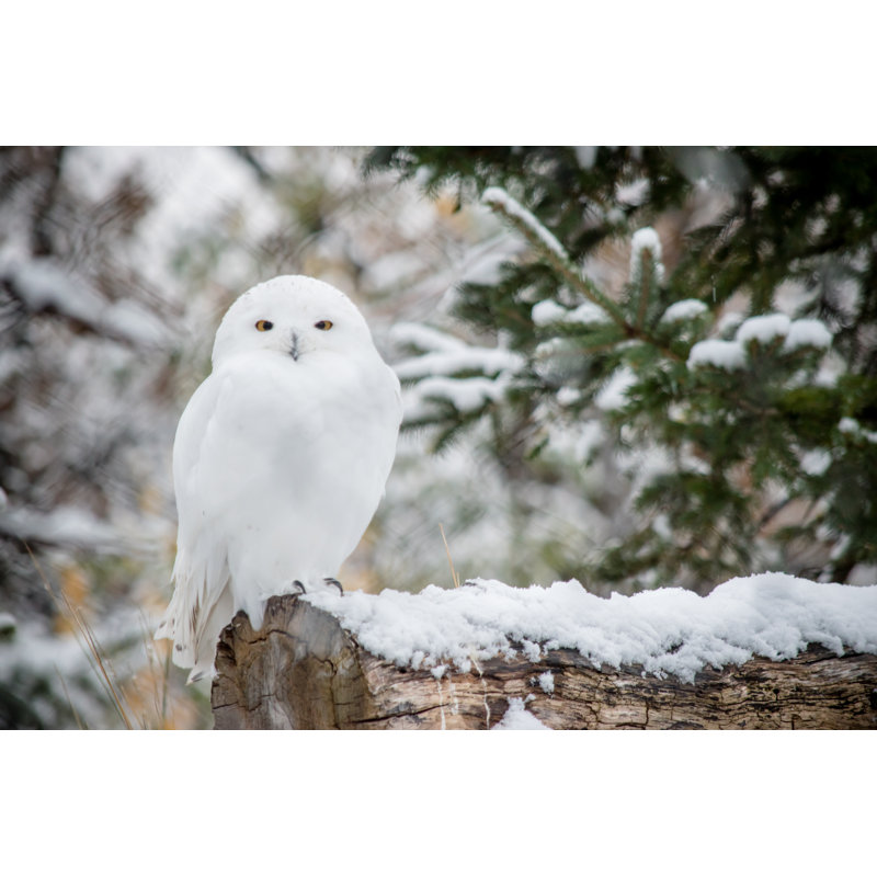 White Owl - Photographie sur toile tendue, H 8 po x l 12 po x P 1,25 po