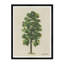 Meadow Tree Print by Tim Klein
