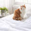 Nycolas 100% Cotton Flat Sheet-1541153581-1541153744