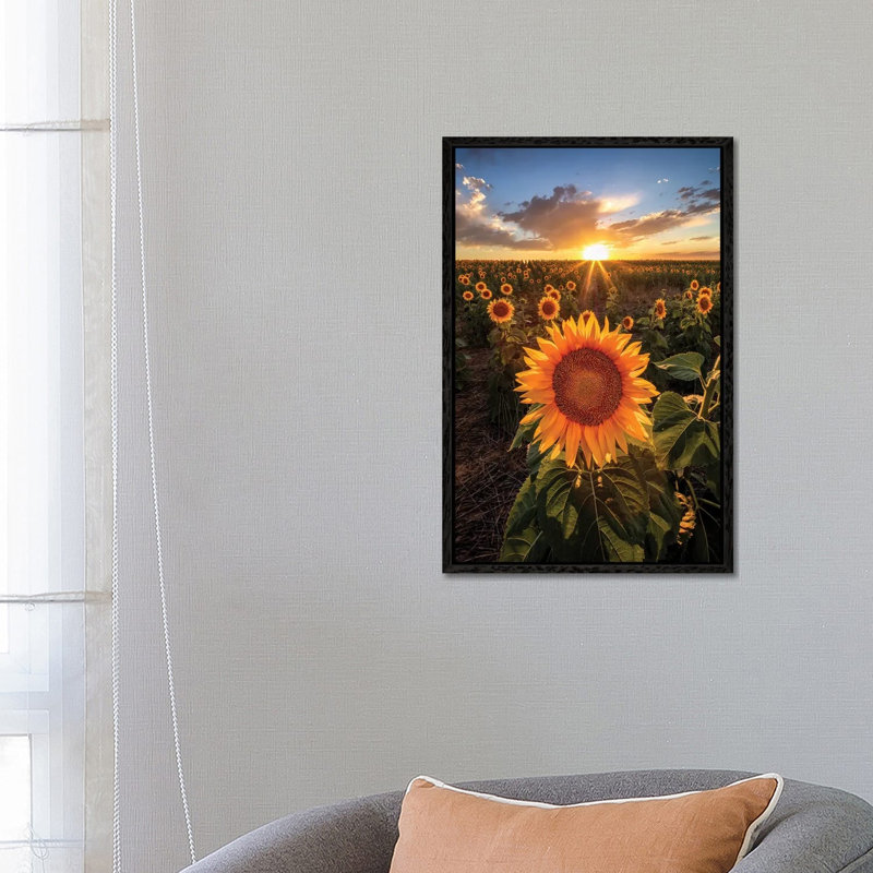 Sunset Sky Over Sunset Flower Field In Colorado by Daniel Forster - Gallery-Wrapped Canvas Giclée on Canvas, Black