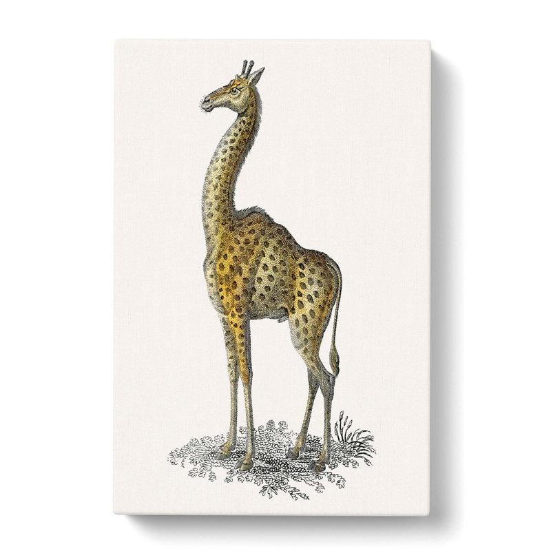 Vintage Giraffe Illustration - Wrapped Canvas Painting, 50cm H x 35cm W x 3cm D