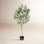72" Olive Tree in Pot