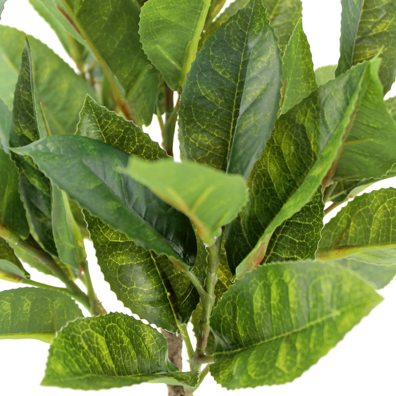 PLANT 2PK POT EUCALYPTUS 10 po AGRUMES 16 po