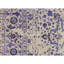 Area Rug-64646162