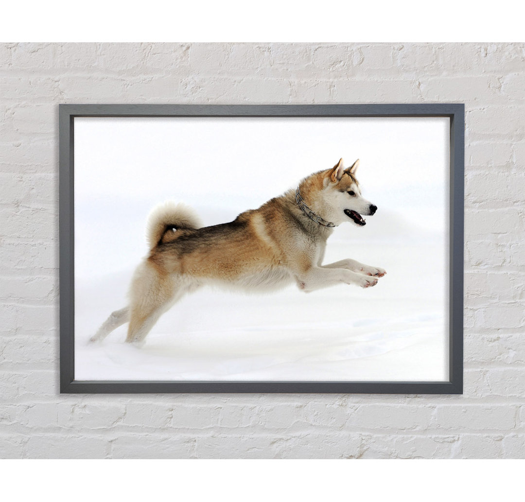 Husky Hund Schneespiel - Einzelner Bilderrahmen Kunstdrucke auf Leinwand