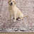 Kuester Oriental Rust Machine Washable Area Rug-166066202