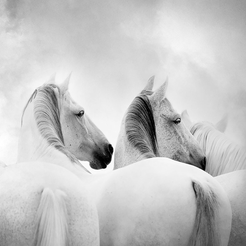 « chevaux », reproduction d’art sur toile tendue, H 18 po x l 18 po x p 1,5 po