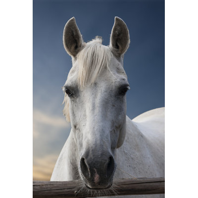 White Horse 1 Piece Wrapped Canvas Wall Art