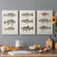 «Species of Antique Fish III», ensemble de 3 impressions sur toile tendue-1234478809