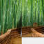Murale forêt de bambou Mancelona Arashiyama-215166548