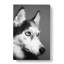 Husky Dog in Abstract - Wrapped Canvas-55313067