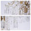 19.7 Inch American Classic Golden Crystal Chandelier Suitable For Living Room And Dining Room