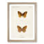Aphrodite Fritillary Butterfly by S.F. Denton - Single Picture Frame Painting-55545218-55545221