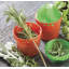Ensemble de 3 plantes fraîches Ketchum