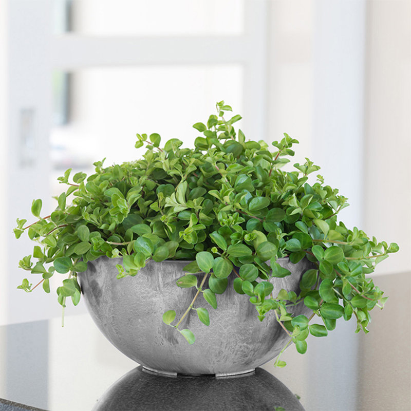 Pot à fleurs avec réservoir en pierre Pollyanna, Gris, H 4,75 po x l 10 po x P 10 po