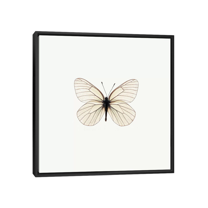« white papillon », impression sur toile, H 18 po x l 18 po x P 1,5 po, Toile avec cadre noir, Pas de tapis