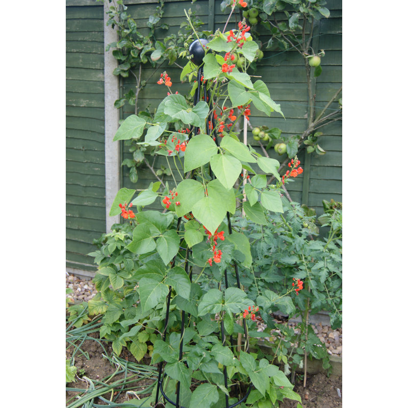 Epichio Obelisk Trellis, 203cm H x 38cm W x 38cm D
