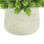 Faux Succulent in Fiberstone Pot-1601367899
