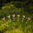 Willetton Birds Garden Stake